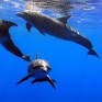 dolphin pod