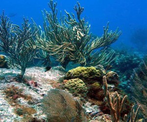 coral_reef