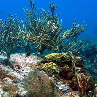 coral_reef