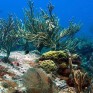 coral_reef