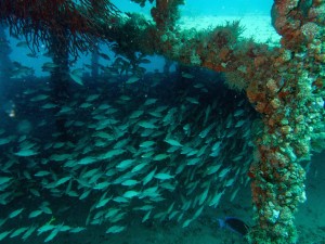 Wreck of the Tracy Wreck of the Tracy