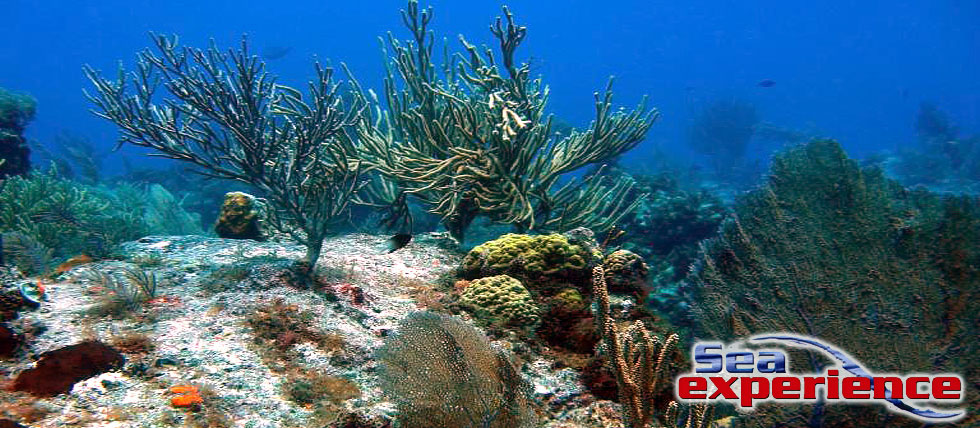 coral_reef