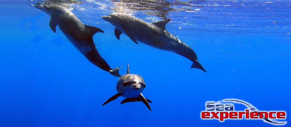 dolphin-pod_slider