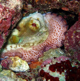octopus