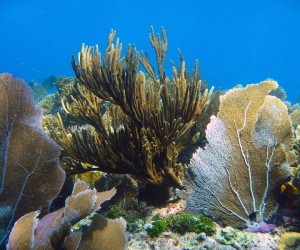 sea_fans