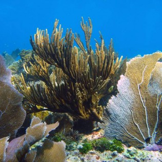 sea_fans