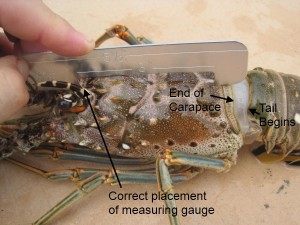 Legal Lobster size