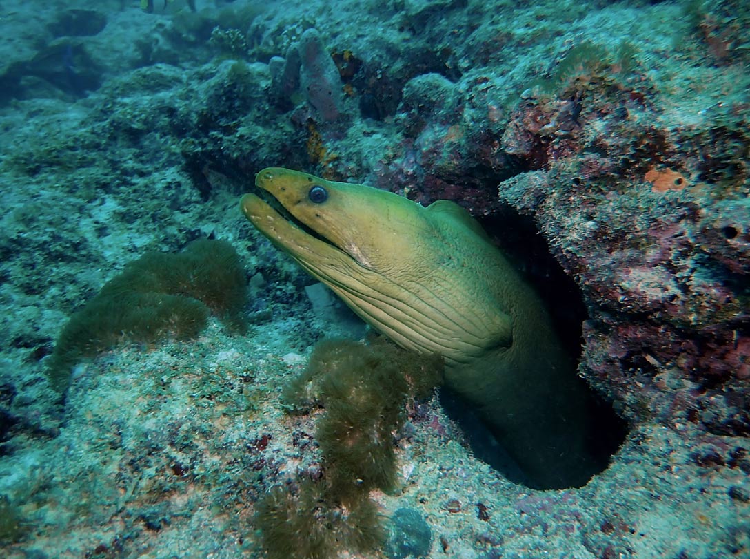Moray Eel as seen on a reef dive in Fort Lauderdale, FL with Sea Experience.