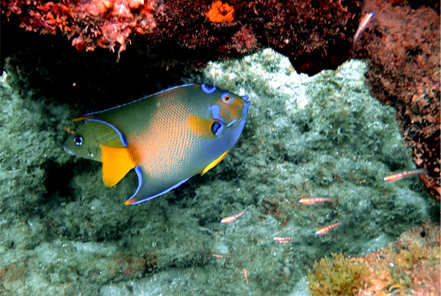 Photo of tropical fish swimming near reef in Fort Lauderdale.